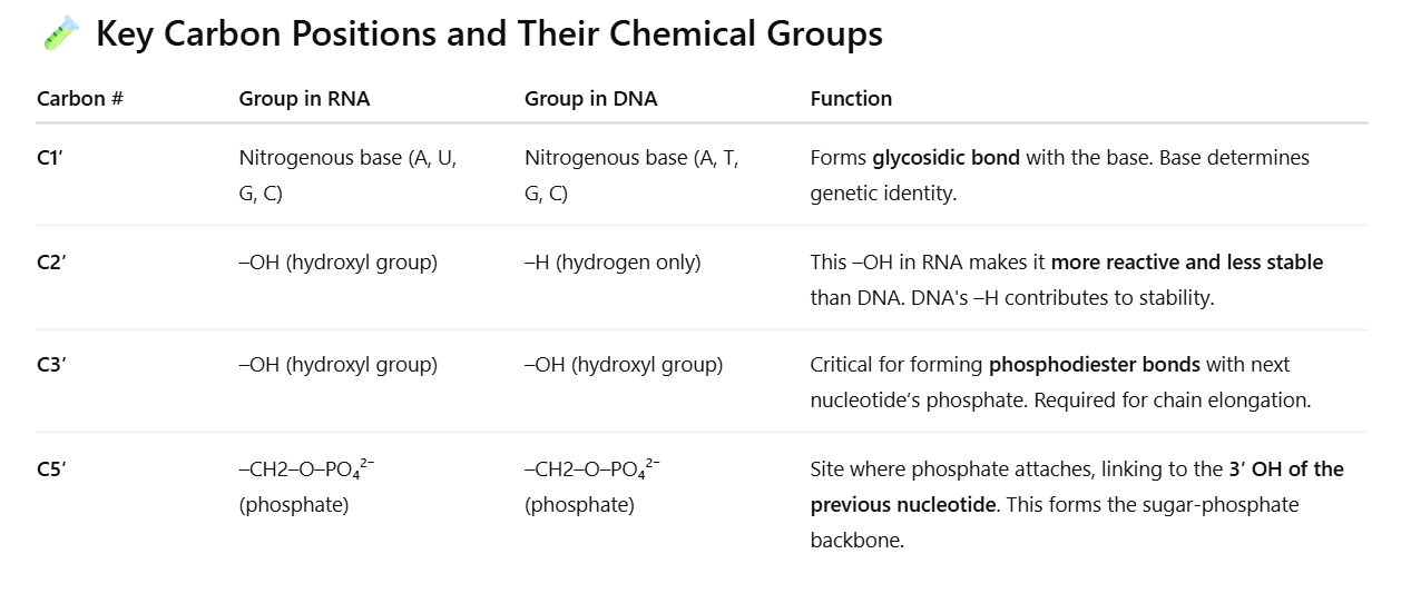 <p><span>How do the nucleic acid types differ in their structure? Please make sure to discuss the chemical groups on carbon 1, 2, 3, and 5 of the sugar of a nucleotide. In addition, discuss the function of each chemical group</span></p>