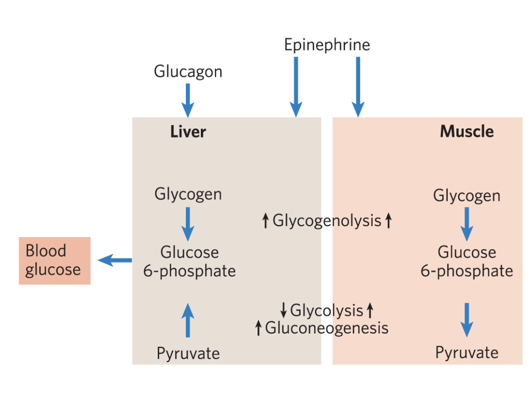 <p>its own needs</p><ul><li><p>since muscles need a lot of energy during exercise, so do glycolysis to get ATP</p><ul><li><p><span><span>Glucagon's primary target is the liver, where it signals the release of stored glucose into the bloodstream to raise blood sugar levels</span></span></p></li></ul></li><li><p>can NOT do gluconeogenesis (occurs in liver)</p></li><li><p>lacks a glucagon receptor since it doesn’t respond to glucagon</p></li></ul><p></p>