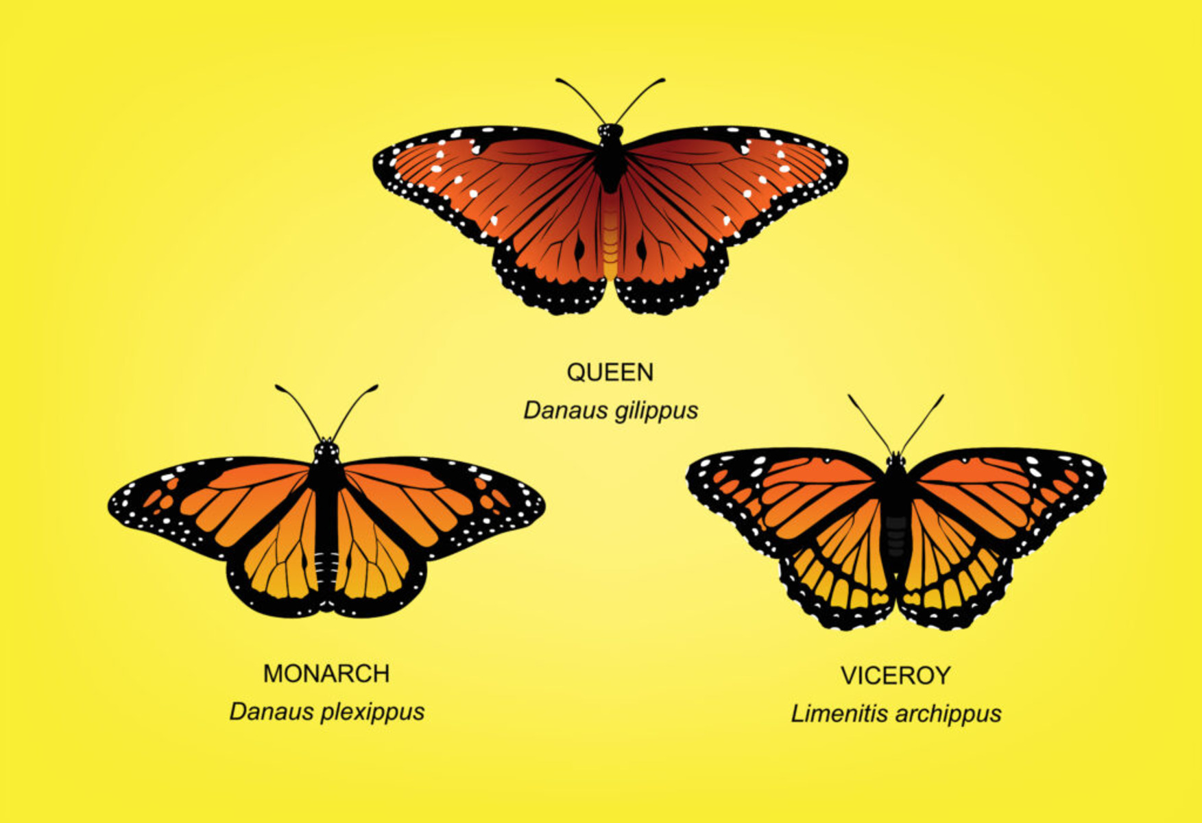 <p><span>a type of mimicry where a more consumed species evolves to look like a harmful or protected species. This resemblance makes the species less likely to be preyed upon.</span></p>