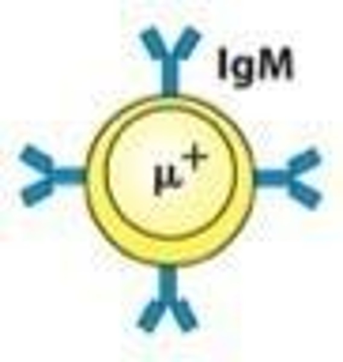 <p>IgM.</p>