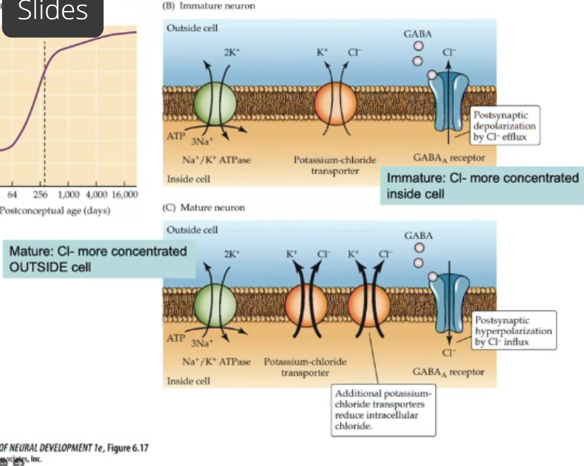<ul><li><p>to ensure that the synapses are in appropriate spots, stengthened </p></li><li><p>Immature neuron: some K+Cl- cotransporters but not alot—&gt;build up of Cl inside cell. When GABA binds Cl- moves out of cell (down concentration gradient)—&gt;depolarization</p></li><li><p>Mature neurons: more K+CL- cotransporters—&gt;more CL- outside cell. When GABA binds Cl- moves inside cell (down concentration gradient)—&gt; hyperpolarization </p></li></ul><p></p>