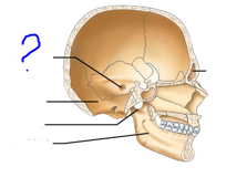 <p>Depressions and openings for blood vessels &amp; nerves</p><ul><li><p>Canal-like passageway</p></li></ul>