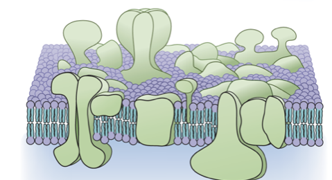 <p>Full of non-lipid components like proteins.</p>