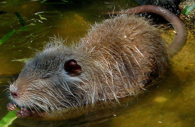 <p>Kopf- Rumpflänge 55-60 cm, 7-9 kg</p><p class="p1"><span style="line-height: normal;"><span>− </span></span>Runder Schwanz, weisse Vibrissen, Unterwolle von</p><p class="p1">starken Grannenhaaren überdeckt</p><p class="p1"><span style="line-height: normal;"><span>− </span></span>Herkunft: Südamerika</p><p class="p1"><span style="line-height: normal;"><span>− </span></span>Schweiz: einzelne Tiere wurden im Mittelland und Jura</p><p class="p1">festgestellt, permanente Besiedlung in der Schweiz</p><p class="p1">unwahrscheinlich.</p>