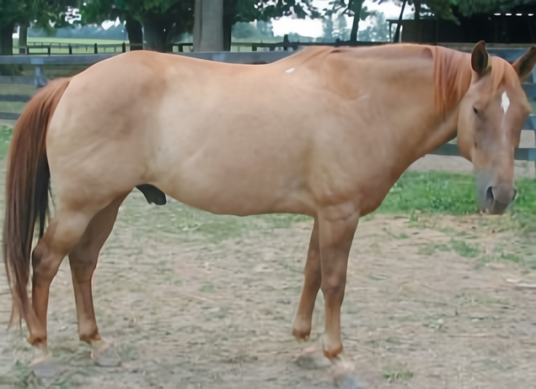 <ul><li><p>crease down back</p></li><li><p>ribs can be felt with noticeable filling of fat between ribs</p></li><li><p>fat around tailhead is soft</p></li><li><p>fat deposited along withers, behind shoulders and along neck</p></li></ul><p></p>