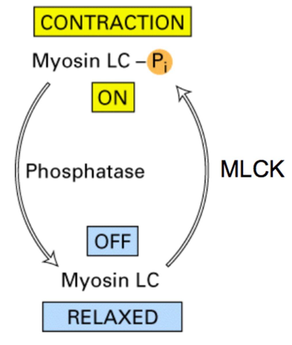 <p>A kinase in smooth muscle cells activated by calmodulin the presence of Ca2+. As its name implies, this kinase phosphorylates myosin, activating it so that muscle contraction can occur.</p>