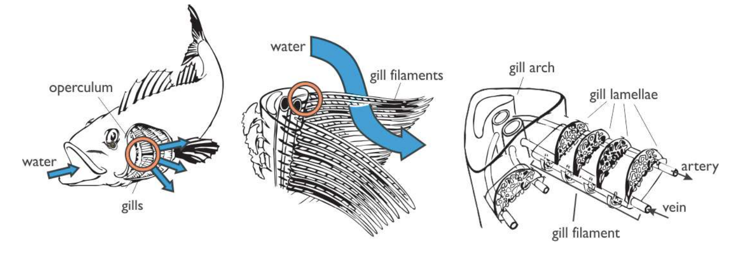 <ul><li><p><strong>Gills</strong>: made of filaments &amp; supported by arches</p></li><li><p><strong>Lamellae: </strong>folds that cover the filaments → water passes over due to pressure from the floor of the mouth</p></li></ul><p></p>