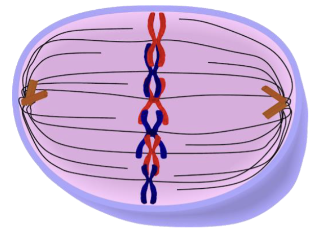 <p><span style="color: blue">T</span><span style="color: blue">his cell in _________ contains</span><span style="color: blue"><br></span><span style="color: blue">_____ chromosomes and _____</span><span style="color: blue"><br></span><span style="color: blue">DNA molecules</span><span style="color: blue"><br></span><span style="color: blue">A. Metaphase; 3; 6</span><span style="color: blue"><br></span><span style="color: blue">B. Metaphase I; 3; 6</span><span style="color: blue"><br></span><span style="color: blue">C. Metaphase; 6; 6</span><span style="color: blue"><br></span><span style="color: blue">D. Metaphase I; 6; 6</span><span style="color: blue"><br></span><span style="color: blue">E. Metaphase; 6; 12</span></p>