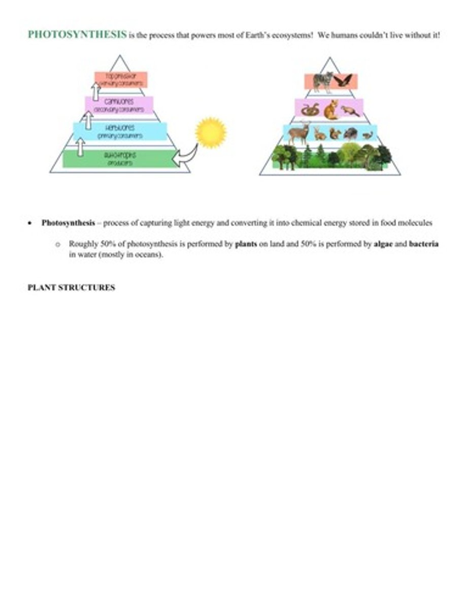 <p>It provides the food we eat and produces the oxygen we breathe.</p>