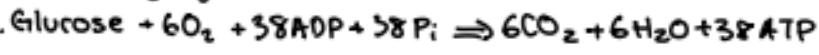 oxidation of glucose molecule
