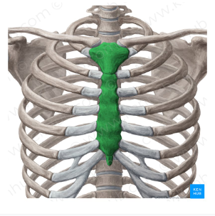 <p>T-Shaped bone holding together the ribcage</p>