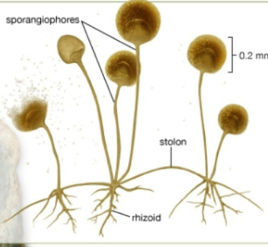 <p>Rhizopus stolonifera (bread mold)</p><ol><li><p>Sporangiophores</p></li><li><p>stolon</p></li><li><p>rhizoid</p></li></ol><p></p>