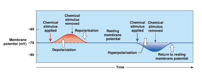 <ul><li><p>Ions diffuse down their concentration gradients&nbsp;</p></li><li><p>Movement results in electrical current and changes in resting membrane potential&nbsp;</p></li><li><p><strong>Two types of changes:</strong></p><ul><li><p>Depolarization</p></li><li><p>Hyperpolarization</p></li></ul></li></ul><p></p>