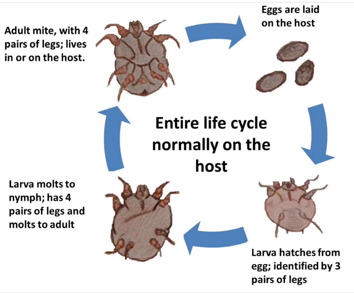 <p>direct → stays on host entire time (egg, larva, nymph, adult)</p><p>direct contact &amp; fomites</p><p>itching, scratching, hair loss, redness, crust, scabs</p>