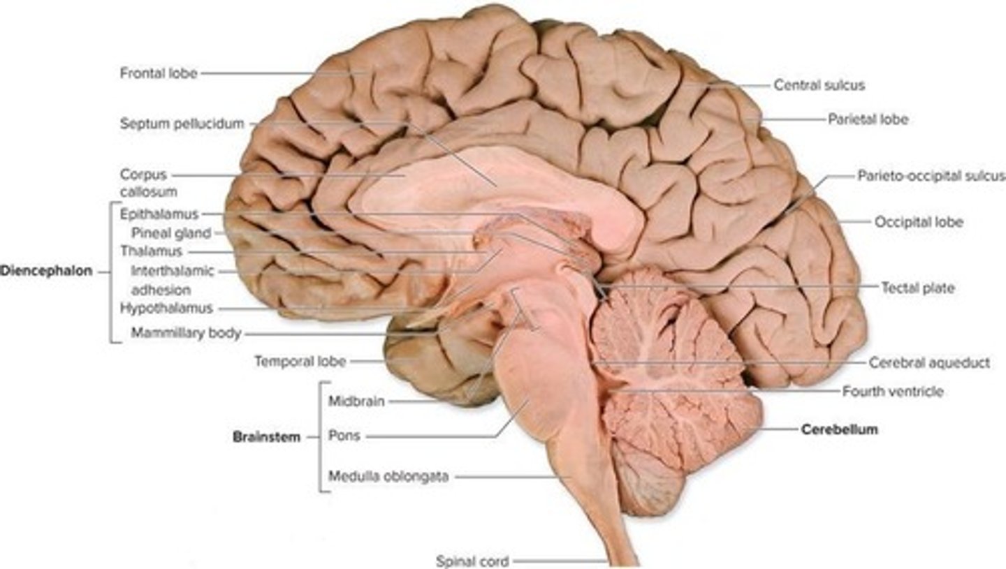 <p>Gyri are ridges on the brain's surface, while sulci are the depressions between those ridges.</p>