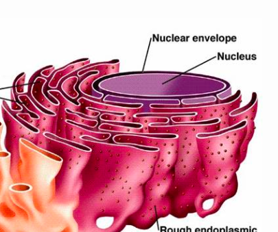 <p>What is this? What is its function?</p>