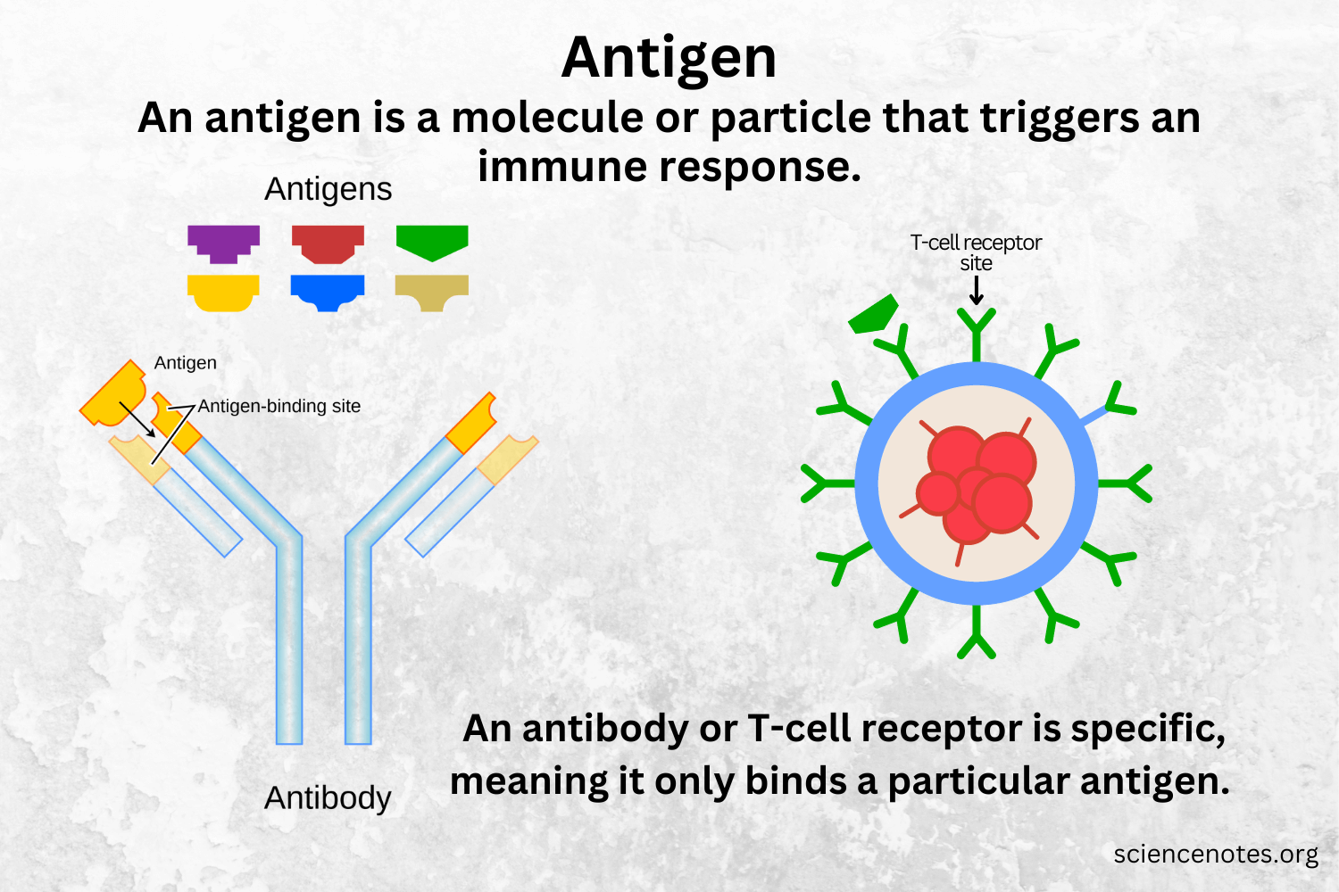 <p>Antigens are the <strong>glycoproteins/glycolipids</strong> <strong><mark data-color="#981d1d" style="background-color: #981d1d; color: inherit">on the surface of cell membranes</mark></strong> that trigger the immune response. They are found on the surface of pathogens and red blood cells.</p>