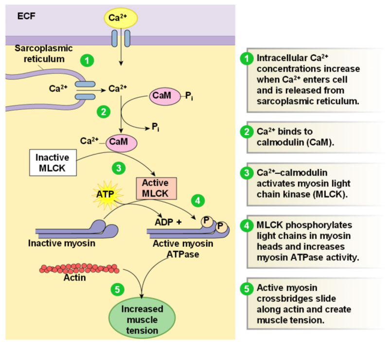 <ul><li><p><strong>Intracellular Ca2+ concentrations increase when Ca2+ enters cell and is released from sarcoplasmic reticulum</strong></p><ul><li><p><strong>Initially Ca2+ comes from extracellular source</strong></p></li></ul></li><li><p><strong>Ca2+ binds to calmodulin (CaM)</strong></p></li><li><p><strong>Ca2+-calmodulin activates myosin light chain kinase (MLCK)</strong></p><ul><li><p><strong>MLCK only in smooth muscle; phosphorylates myosin n thick filament</strong></p></li><li><p><strong>Smooth muscle must be phosphorylated before it will bind to actin</strong></p></li></ul></li><li><p><strong>MLCK phosphorylates light chains in myosin heads and increases myosin ATPase activity</strong></p><ul><li><p><strong>To relax, myosin must be dephosphorylated</strong></p></li></ul></li><li><p><strong>Active myosin cross bridges slide along actin and create muscle tension</strong></p><ul><li><p><strong>Only in smooth muscle</strong></p></li></ul></li></ul>