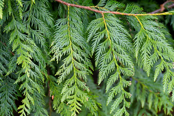 <p>any of a number of <span><u>conifers</u></span> that typically yield <span><u>fragrant</u></span>, durable timber.</p>