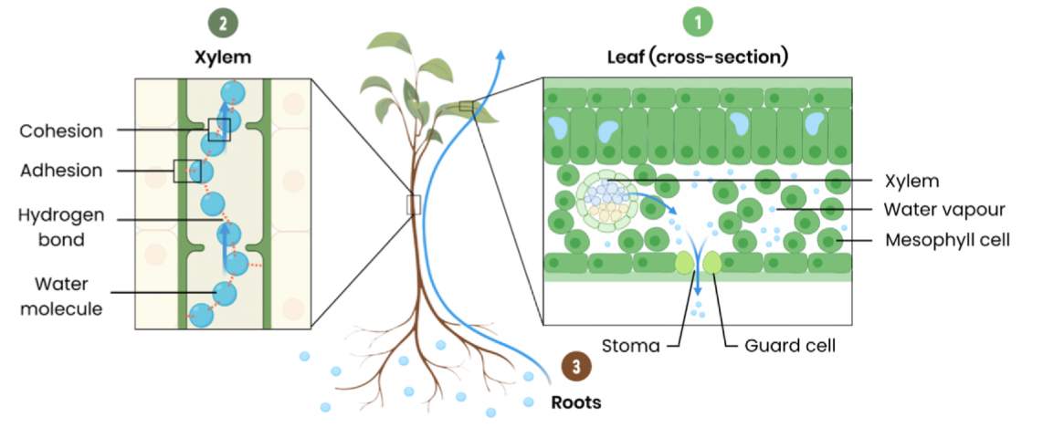 <p>Leaf:</p><ol><li><p>Water lost from leaf by transpiration - water evaporates from mesophyll cells into air spaces and water vapour diffuses through (open stomata)</p></li><li><p>Reducing water potential of mesophyll cells</p></li><li><p>So water drawn out of xylem down a concentration gradient</p></li></ol><p>Xylem:</p><ol start="4"><li><p>Creating tension (‘negative pressure’ or ‘pull’) in xylem</p></li><li><p>Hydrogen bonds result in cohesion between water molecules so water is pulled up as a continuous column</p></li><li><p>Water also adheres to walls of xylem</p></li></ol><p>Roots:</p><ol start="7"><li><p>Water enters roots via osmosis</p></li></ol>