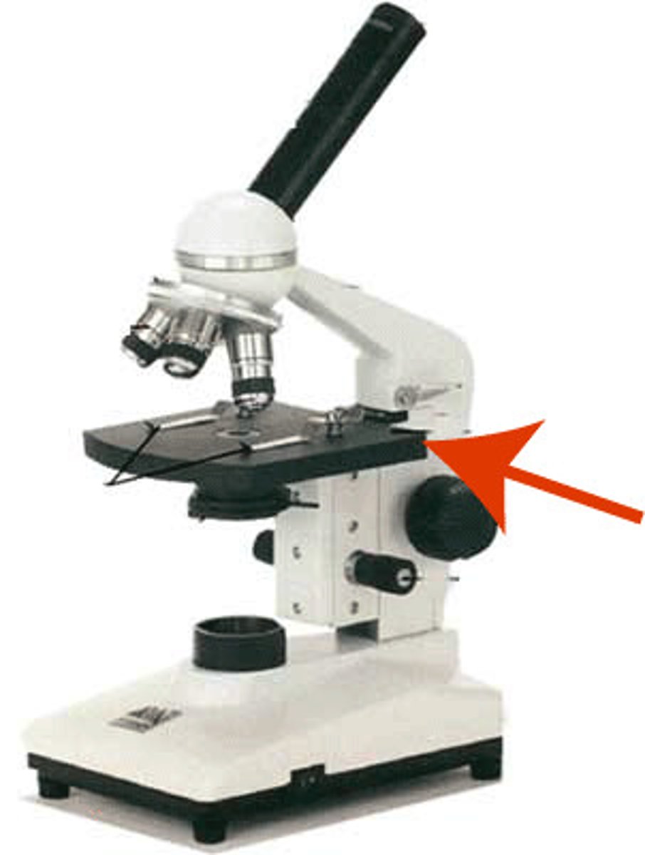 <p>the flat platform connected to the arm and beneath the objective lenses, upon which the specimen slide is place.</p>