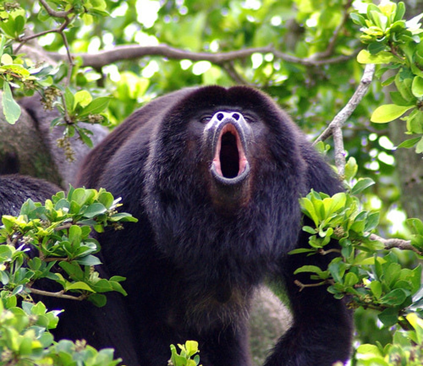 <p>CITES Appendix I</p><p>(parvorder platyrrhiini)- Howler Monkey</p>