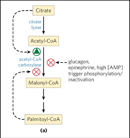 <ul><li><p><span style="background-color: transparent;">We want to synthesize fatty acids when there is an abundance of energy and acetyl-CoA available&nbsp;</span></p></li><li><p><span style="background-color: transparent;">We want to reduce/restrict synthesis when there is not</span></p></li><li><p><span style="background-color: transparent;">acetyl-CoA carboxylase -- which synthesizes malonyl-CoA (a required substrate for FA synthesis) is inhibited by glucagon (secreted when blood glucose levels are low in the fasting state) and by high levels of palmitoyl-CoA the ultimate product of fatty acid synthase (FAS)</span></p></li><li><p><span style="background-color: transparent;">Negatively regulated by phosphorylation</span></p></li></ul><p></p>