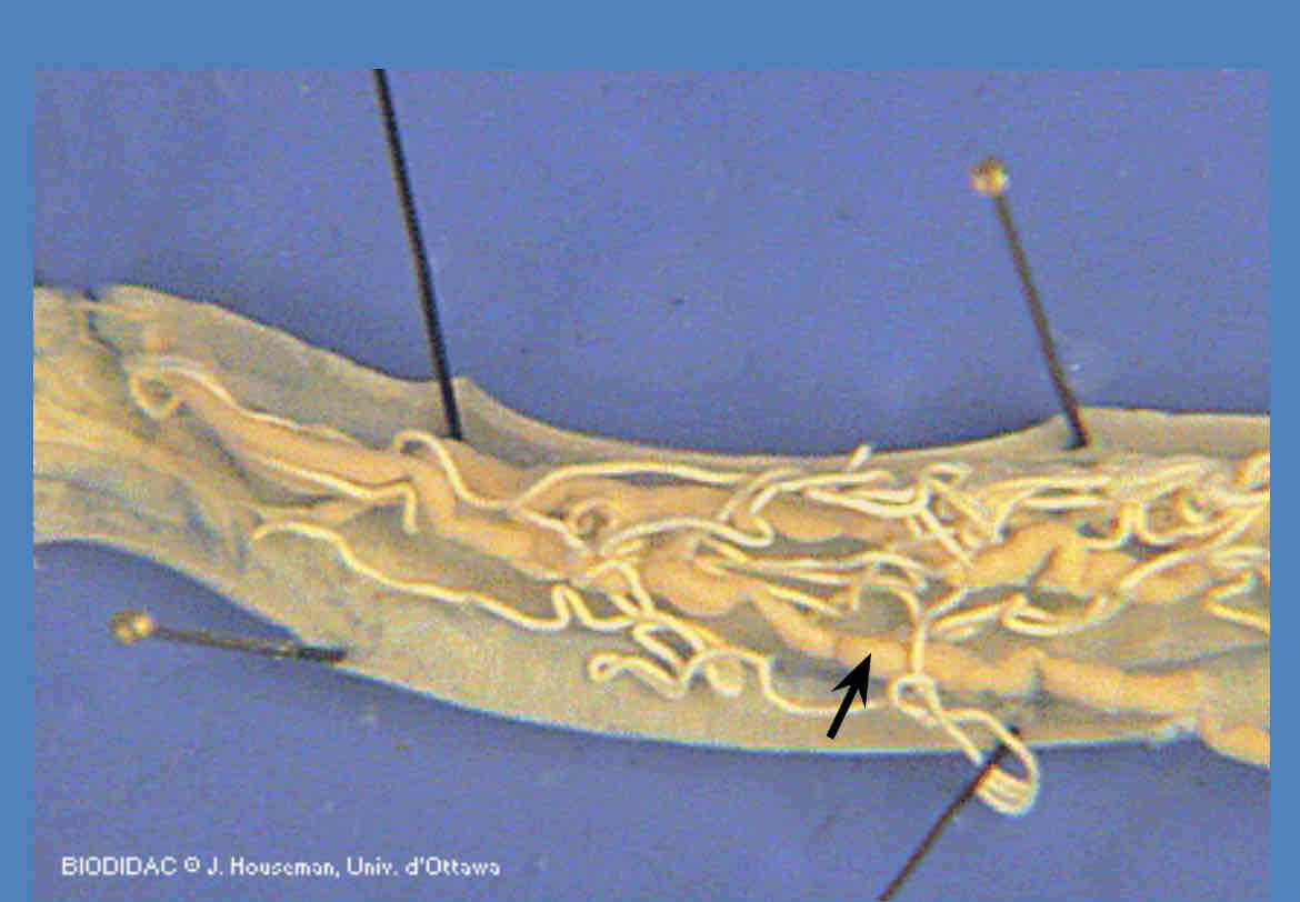 <p>Identify this structure</p>