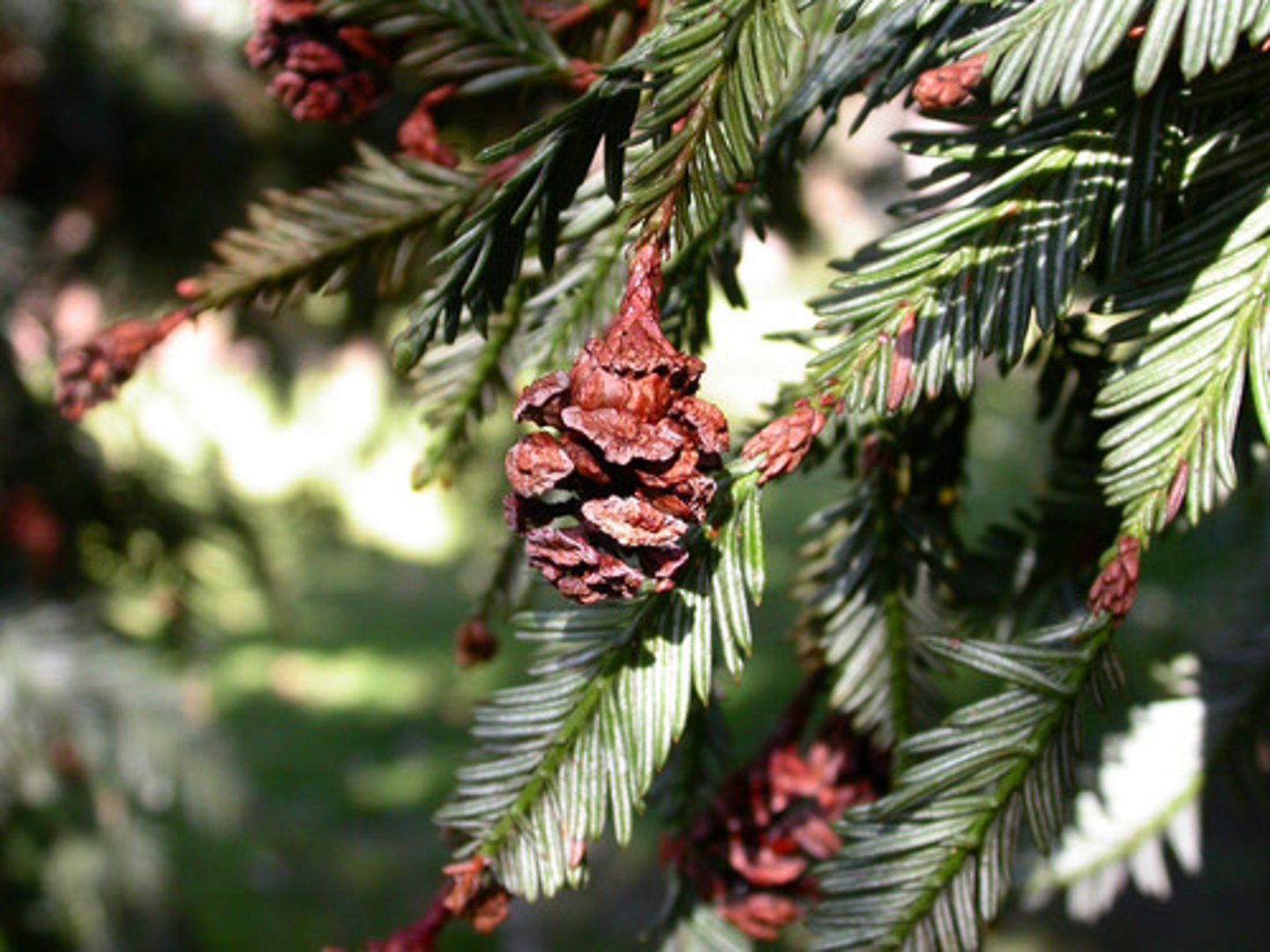 <p>Coast Redwood</p>