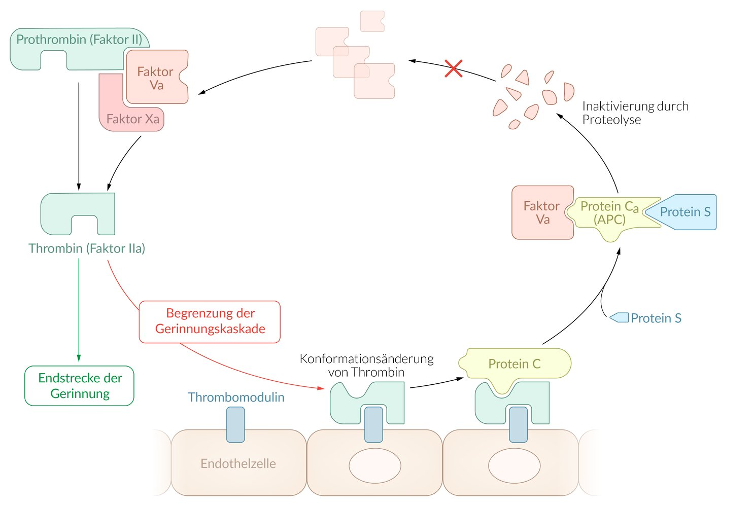 <p>C. Activated protein C</p>