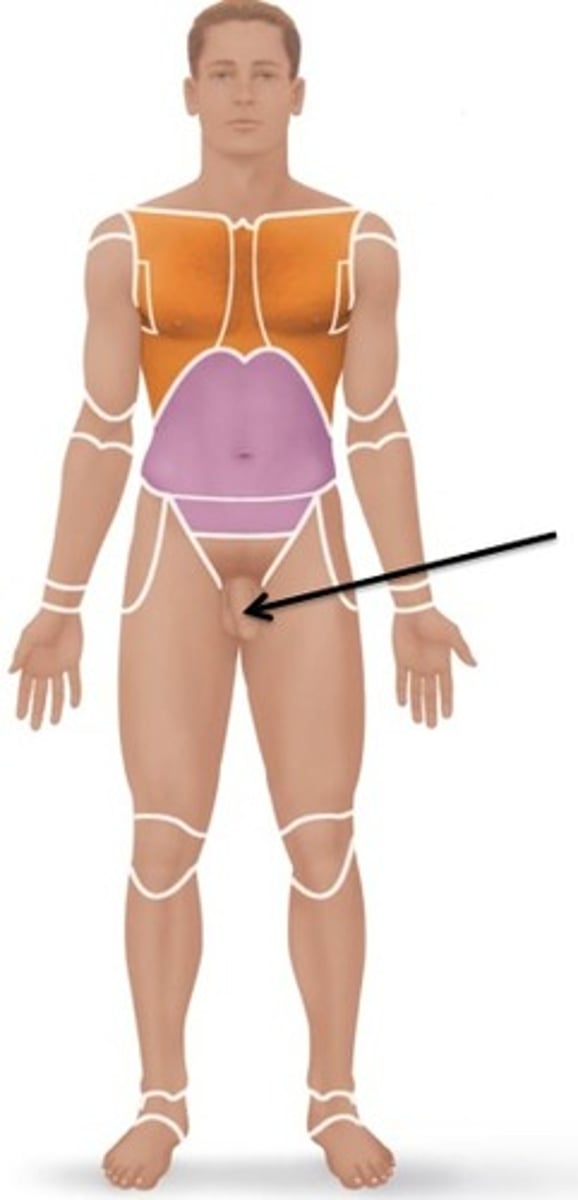 <p>reproductive organs</p>