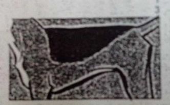 <p>saddle-shaped dark marking on the back</p>