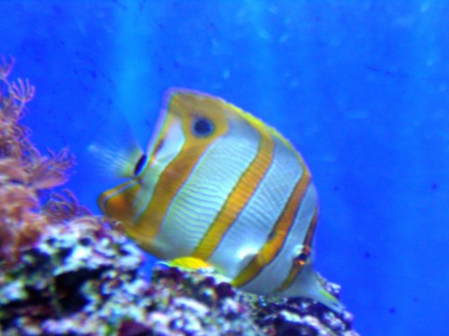 <p>circular patterns on/near caudal fin</p><p>-confuses predators who are not sure which end of the fish is the head</p>