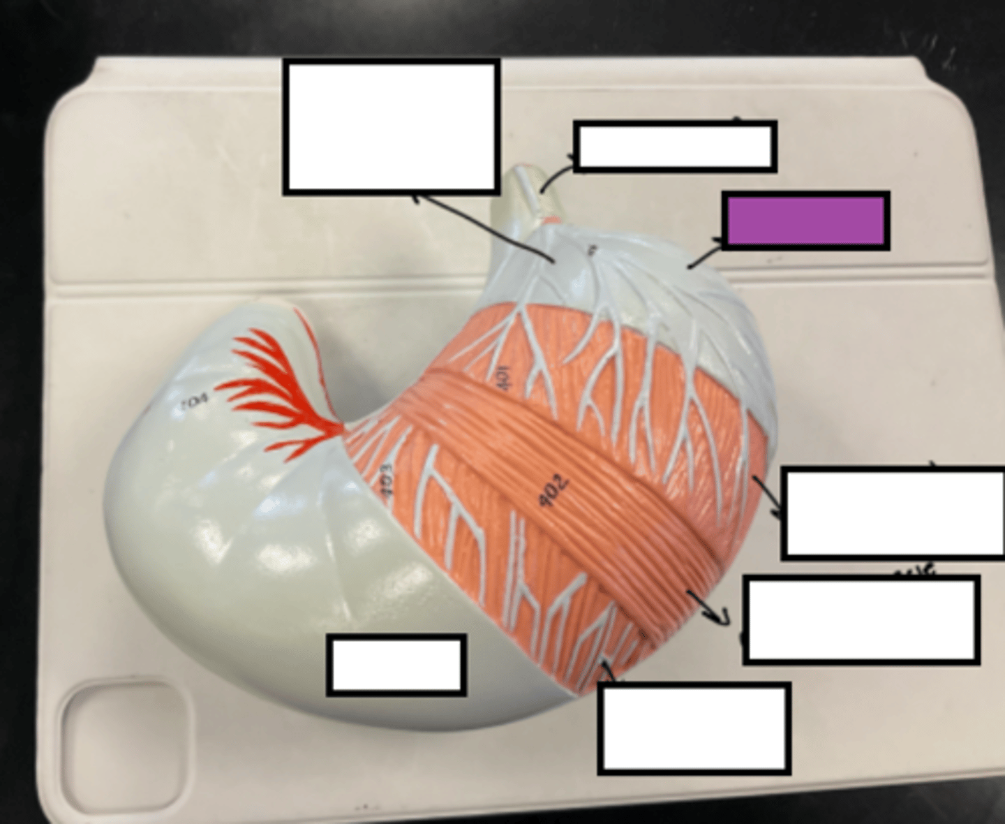 knowt flashcard image