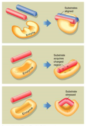 
1. align/position reactants
2. induce charge state
3. deform reactants