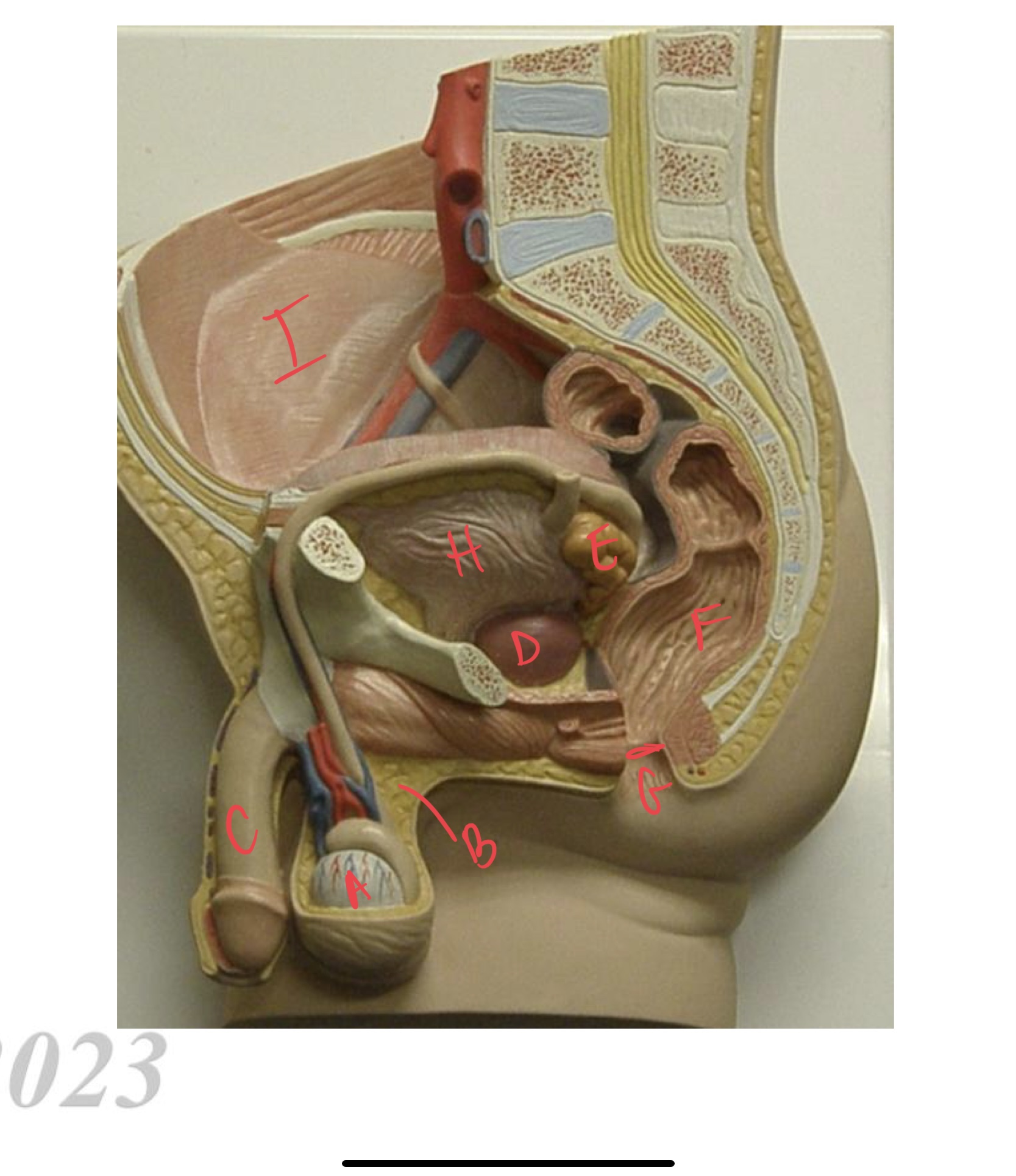 <ul><li><p>label</p></li><li><p>male organ for copulation?</p></li></ul>