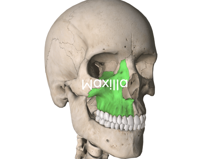 term image