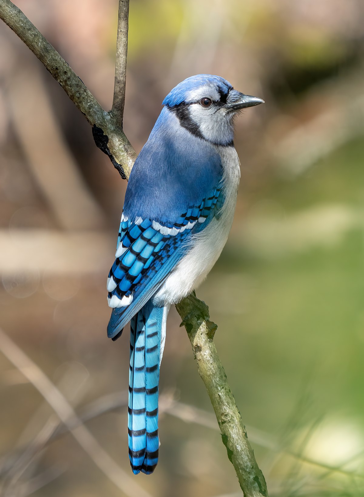 <p>What bird is this?</p>