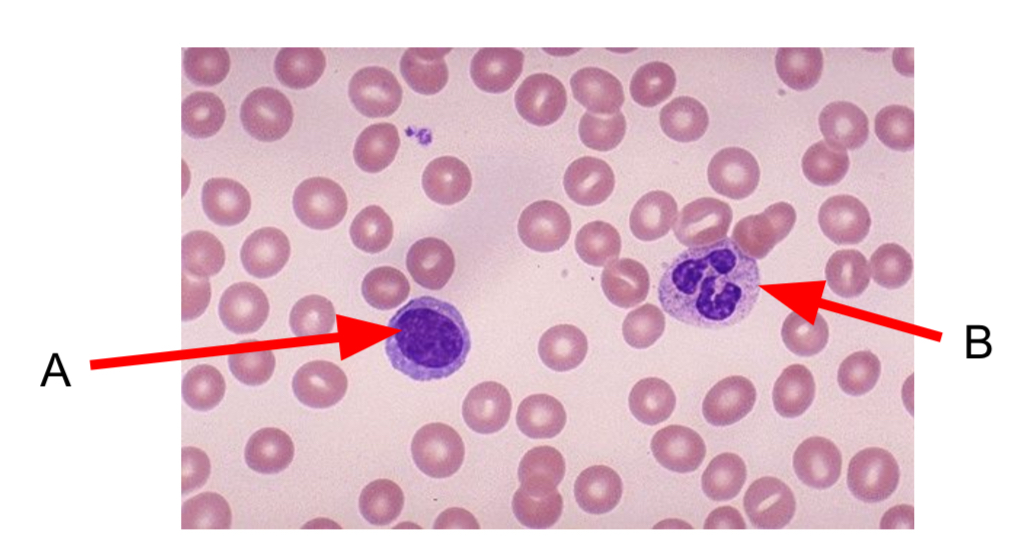 <p>Identify cell A and cell B</p>