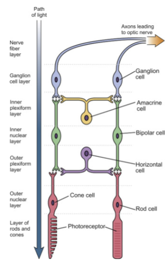 <p><span data-name="glowing_star" data-type="emoji">🌟</span> <strong>Photoreceptors of the Retina: Rods vs. Cones</strong><span data-name="pushpin" data-type="emoji">📌</span> <strong>Overview</strong></p><ul><li><p>Photoreceptors are specialized neurons in the retina that detect light and convert it into neural signals.</p></li><li><p>The two primary types are <strong>rods</strong> and <strong>cones</strong>, each designed for distinct visual functions.</p></li></ul><p><span data-name="flashlight" data-type="emoji">🔦</span> <strong>Rods</strong></p><ul><li><p><strong>Function:</strong> Specialized for low-light (scotopic) vision</p></li><li><p><strong>Color Sensitivity:</strong> None — detect grayscale only</p></li><li><p><strong>Visual Detail (Acuity):</strong> Low; blurry but sensitive</p></li><li><p><strong>Location:</strong> Mostly in the <em>peripheral retina</em></p></li><li><p><strong>Number:</strong> About <em>120 million</em> in the human eye</p></li><li><p><strong>Adaptation:</strong> Slow to adjust between light levels (think stepping into a dark room)</p></li><li><p><strong>Extra Insight:</strong> Crucial for night vision and motion detection, but easily saturated in bright light</p></li></ul><p><span data-name="art" data-type="emoji">🎨</span> <strong>Cones</strong></p><ul><li><p><strong>Function:</strong> Specialized for bright-light (photopic) and color vision</p></li><li><p><strong>Color Sensitivity:</strong> Yes — <em>trichromatic system</em> (red, green, blue)</p></li><li><p><strong>Visual Detail (Acuity):</strong> High; sharp and focused</p></li><li><p><strong>Location:</strong> Densely packed in the <em>fovea centralis</em> (center of retina)</p></li><li><p><strong>Number:</strong> About <em>6 million</em></p></li><li><p><strong>Adaptation:</strong> Quick to adjust to brightness</p></li><li><p><strong>Extra Insight:</strong> Vital for detail-oriented tasks like reading and recognizing faces</p></li></ul><p></p>