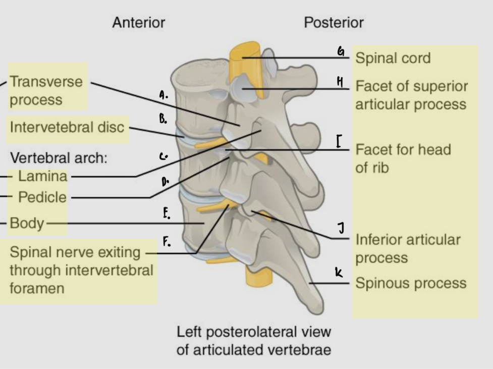 <p>A: Transverse process<br>B: Intervertebral disc<br>C: Lamina<br>D: Pedicle<br>E: Body</p><p>F: Spinal nerve exiting from intervertebral foramen<br>G: Spinal cord<br>H: Facet of superior articular process<br>I: Facet for head of rib<br>J: Inferior articular process<br>K: Spinous process</p>