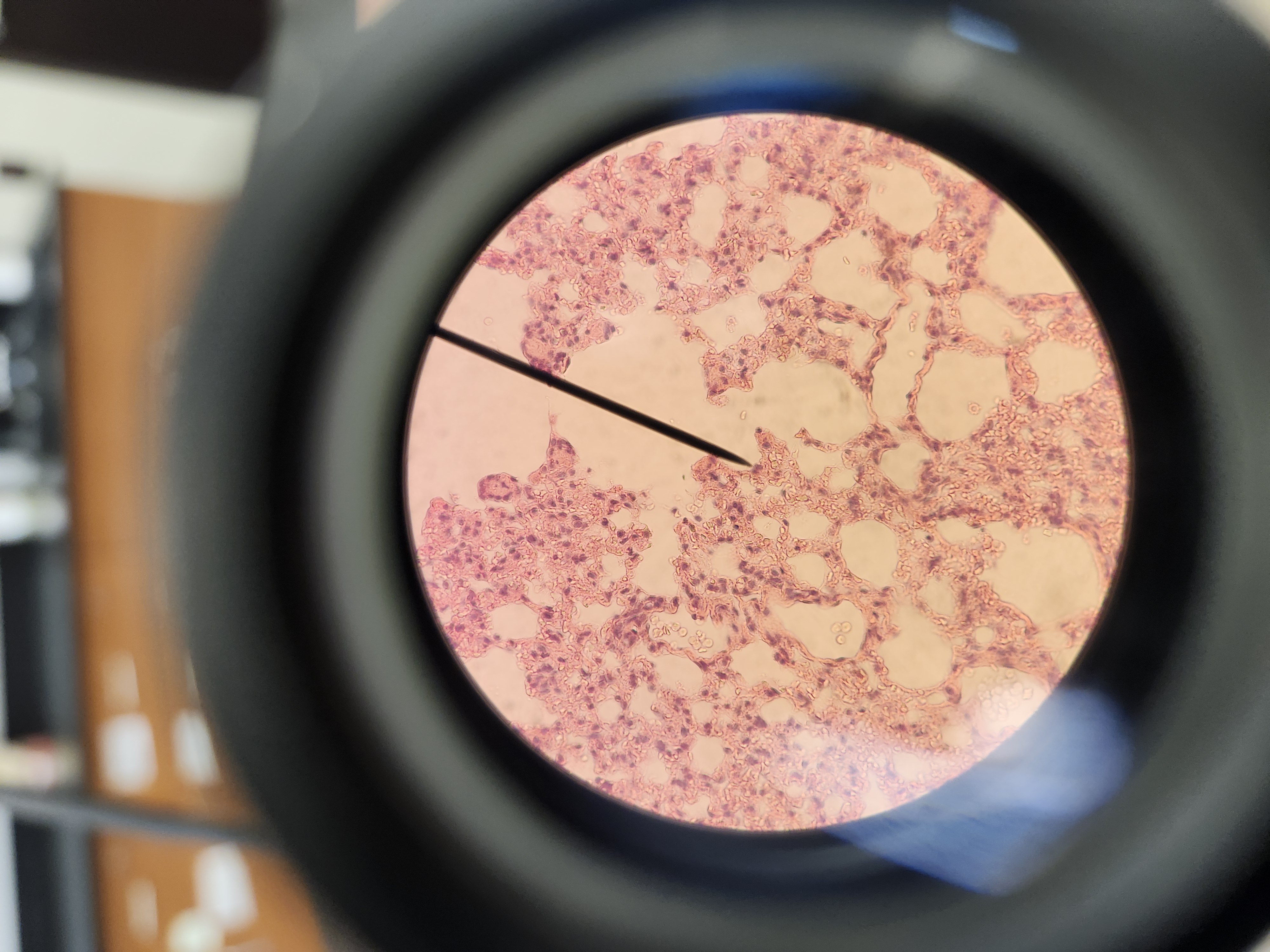 <p>[Histology] Function? </p>
