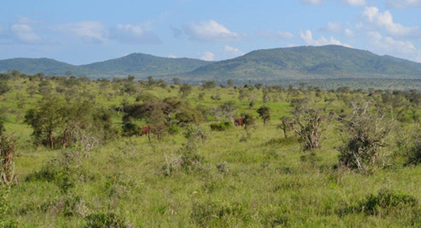 <p>savanna</p>