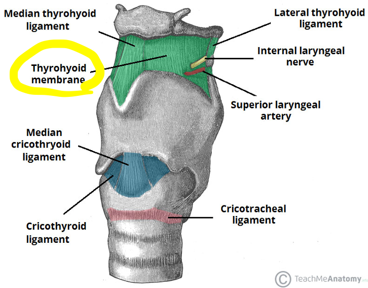 <p>membrane that connects thyroid and hyoid bone </p>