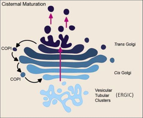 <p>evolve and mature </p><ul><li><p>this cis-golgi matures and becomes the medical-golgi, then eventually, the trans-golgi</p></li><li><p>vesicles move in retrograde motion </p></li></ul><p></p>