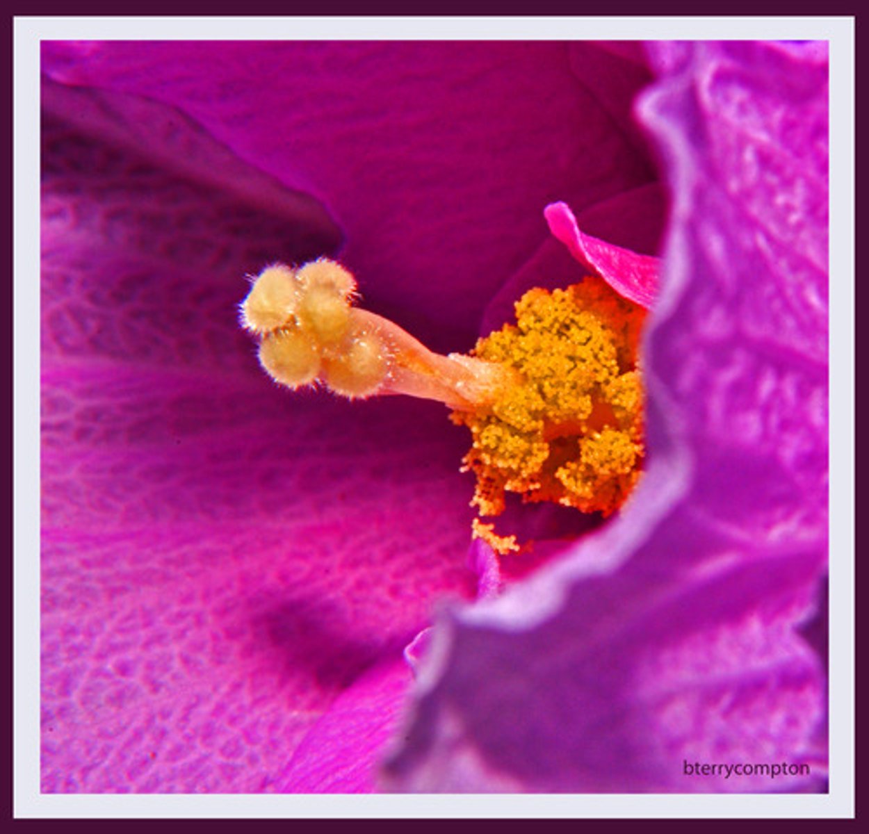 <p>Female reproductive structure</p>