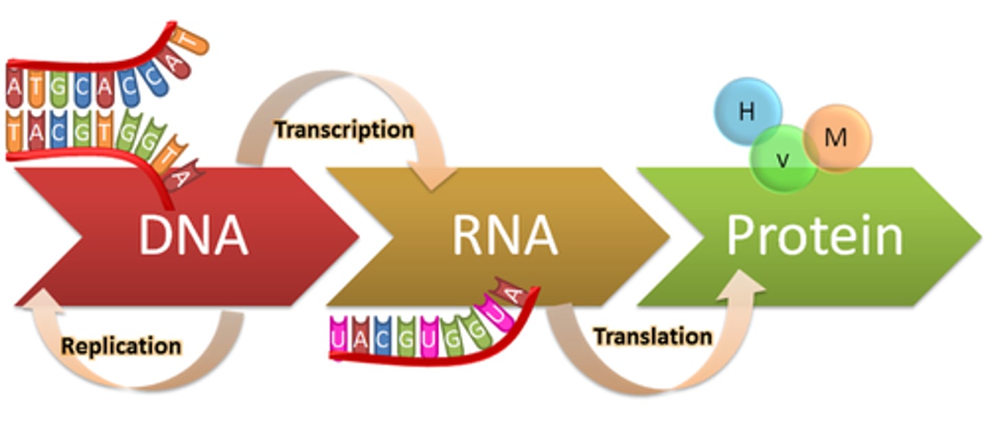 <p><strong>Transcription</strong></p><p><strong>Step 1</strong>: DNA is transcribed into mRNA (messenger RNA) inside the nucleus.</p><p><strong>Step 2</strong>: The mRNA exits the nucleus and enters the cytoplasm. This is when thymine turn into Uracil</p><p><strong>Translation</strong>:</p><p><strong>Step 3</strong>: mRNA attaches to a ribosome in the cytoplasm.</p><p><strong>Step 4</strong>: The ribosome reads the mRNA in sets of three letters (codons).</p><p><strong>Step 5</strong>: tRNA (transfer RNA) brings the correct amino acids to the ribosome.</p><p><strong>Step 6</strong>: Amino acids are linked together to form polypeptides (protein chains).</p>