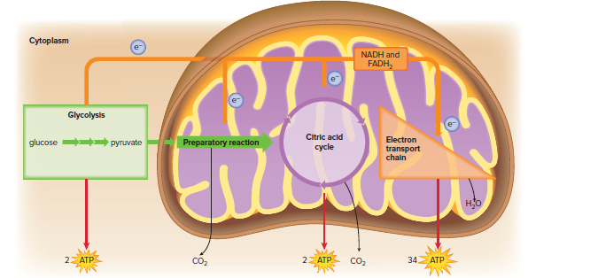 The four phases of complete glucose breakdown.