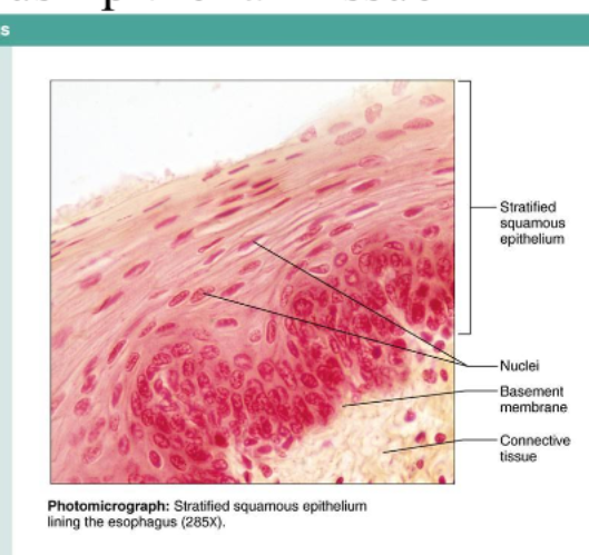 <p>stratified squamous function</p>