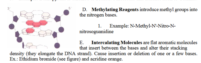 <p>E. Intercalating Molecules are flat aromatic molecules that insert between the bases and alter their stacking density (they elongate the DNA strand). Cause insertion or deletion of one or a few bases.</p><p>Ex.: Ethidium bromide (see figure) and acridine orange</p>